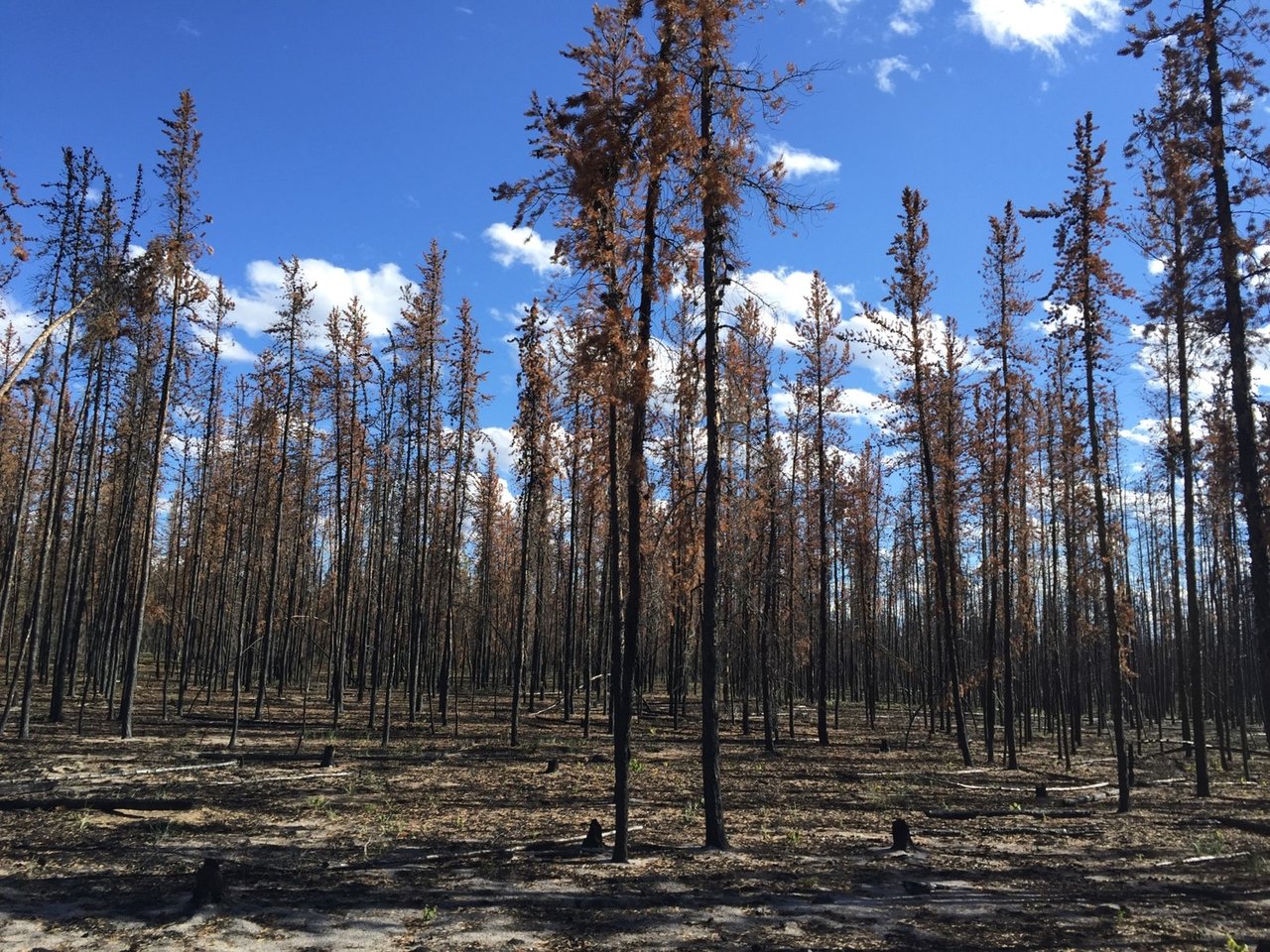 Forest damaged by wildfire, showing climate change impacts